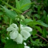 Baltažiedė notrelė - Lamium album | Fotografijos autorius : Aleksandras Stabrauskas | © Macrogamta.lt | Šis tinklapis priklauso bendruomenei kuri domisi makro fotografija ir fotografuoja gyvąjį makro pasaulį.