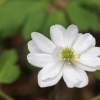 Baltažiedė plukė - Anemonoides nemorosa | Fotografijos autorius : Agnė Našlėnienė | © Macrogamta.lt | Šis tinklapis priklauso bendruomenei kuri domisi makro fotografija ir fotografuoja gyvąjį makro pasaulį.