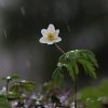 Baltažiedė plukė - Anemonoides nemorosa | Fotografijos autorius : Agnė Našlėnienė | © Macrogamta.lt | Šis tinklapis priklauso bendruomenei kuri domisi makro fotografija ir fotografuoja gyvąjį makro pasaulį.