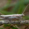 Baltadėmė šydinė kandis - Ypsolopha parenthesella | Fotografijos autorius : Žilvinas Pūtys | © Macrogamta.lt | Šis tinklapis priklauso bendruomenei kuri domisi makro fotografija ir fotografuoja gyvąjį makro pasaulį.
