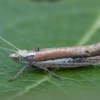 Baltadėmė šydinė kandis - Ypsolopha parenthesella | Fotografijos autorius : Žilvinas Pūtys | © Macrogamta.lt | Šis tinklapis priklauso bendruomenei kuri domisi makro fotografija ir fotografuoja gyvąjį makro pasaulį.