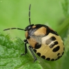 Baltadėmė urvablakė - Tritomegas bicolor, nimfa | Fotografijos autorius : Vidas Brazauskas | © Macrogamta.lt | Šis tinklapis priklauso bendruomenei kuri domisi makro fotografija ir fotografuoja gyvąjį makro pasaulį.