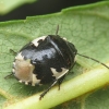 Baltadėmė urvablakė - Tritomegas bicolor | Fotografijos autorius : Vidas Brazauskas | © Macrogamta.lt | Šis tinklapis priklauso bendruomenei kuri domisi makro fotografija ir fotografuoja gyvąjį makro pasaulį.