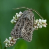 Baltagyslis pelėdgalvis - Tholera decimalis | Fotografijos autorius : Žilvinas Pūtys | © Macrogamta.lt | Šis tinklapis priklauso bendruomenei kuri domisi makro fotografija ir fotografuoja gyvąjį makro pasaulį.