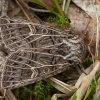 Baltagyslis pelėdgalvis - Tholera decimalis | Fotografijos autorius : Žilvinas Pūtys | © Macrogamta.lt | Šis tinklapis priklauso bendruomenei kuri domisi makro fotografija ir fotografuoja gyvąjį makro pasaulį.