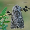 Baltagyslis pelėdgalvis - Tholera decimalis | Fotografijos autorius : Gintautas Steiblys | © Macrogamta.lt | Šis tinklapis priklauso bendruomenei kuri domisi makro fotografija ir fotografuoja gyvąjį makro pasaulį.