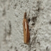 Baltajuostė agrifila - Agriphila selasela | Fotografijos autorius : Vytautas Gluoksnis | © Macrogamta.lt | Šis tinklapis priklauso bendruomenei kuri domisi makro fotografija ir fotografuoja gyvąjį makro pasaulį.