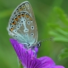 Baltajuostis melsvys - Eumedonia eumedon | Fotografijos autorius : Gintautas Steiblys | © Macrogamta.lt | Šis tinklapis priklauso bendruomenei kuri domisi makro fotografija ir fotografuoja gyvąjį makro pasaulį.