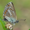 Baltajuostis melsvys - Eumedonia eumedon | Fotografijos autorius : Gintautas Steiblys | © Macrogamta.lt | Šis tinklapis priklauso bendruomenei kuri domisi makro fotografija ir fotografuoja gyvąjį makro pasaulį.