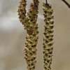 Baltalksnis - Alnus incana, vyriški žirginiai | Fotografijos autorius : Gintautas Steiblys | © Macrogamta.lt | Šis tinklapis priklauso bendruomenei kuri domisi makro fotografija ir fotografuoja gyvąjį makro pasaulį.
