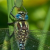 Baltaplaukis laumžirgis - Brachytron pratense | Fotografijos autorius : Dalia Račkauskaitė | © Macrogamta.lt | Šis tinklapis priklauso bendruomenei kuri domisi makro fotografija ir fotografuoja gyvąjį makro pasaulį.