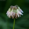 Baltasis dobilas - Trifolium repens | Fotografijos autorius : Žilvinas Pūtys | © Macrogamta.lt | Šis tinklapis priklauso bendruomenei kuri domisi makro fotografija ir fotografuoja gyvąjį makro pasaulį.