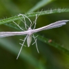 Baltasis pirštasparnis | White plume moth | Pterophorus pentadactyla | Fotografijos autorius : Darius Baužys | © Macrogamta.lt | Šis tinklapis priklauso bendruomenei kuri domisi makro fotografija ir fotografuoja gyvąjį makro pasaulį.