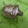 Baltataškė skydblakė - Eysarcoris aeneus | Fotografijos autorius : Kazimieras Martinaitis | © Macrogamta.lt | Šis tinklapis priklauso bendruomenei kuri domisi makro fotografija ir fotografuoja gyvąjį makro pasaulį.