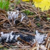 Baltaviršūnis elniagrybis | Candlestick fungus | Xylaria hypoxylon | Fotografijos autorius : Darius Baužys | © Macrogamta.lt | Šis tinklapis priklauso bendruomenei kuri domisi makro fotografija ir fotografuoja gyvąjį makro pasaulį.