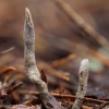 Baltaviršūnis elniagrybis - Xylaria hypoxylon | Fotografijos autorius : Žilvinas Pūtys | © Macrogamta.lt | Šis tinklapis priklauso bendruomenei kuri domisi makro fotografija ir fotografuoja gyvąjį makro pasaulį.