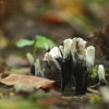 Baltaviršūnis elniagrybis - Xylaria hypoxylon | Fotografijos autorius : Vidas Brazauskas | © Macrogamta.lt | Šis tinklapis priklauso bendruomenei kuri domisi makro fotografija ir fotografuoja gyvąjį makro pasaulį.