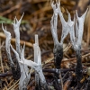 Baltaviršūnis elniagrybis - Xylaria hypoxylon | Fotografijos autorius : Kazimieras Martinaitis | © Macrogamta.lt | Šis tinklapis priklauso bendruomenei kuri domisi makro fotografija ir fotografuoja gyvąjį makro pasaulį.