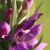 Baltijinė gegūnė - Dactylorhiza majalis subsp. baltica | Fotografijos autorius : Agnė Našlėnienė | © Macrogamta.lt | Šis tinklapis priklauso bendruomenei kuri domisi makro fotografija ir fotografuoja gyvąjį makro pasaulį.