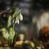Baltoji snieguolė - Galanthus nivalis | Fotografijos autorius : Vidas Brazauskas | © Macrogamta.lt | Šis tinklapis priklauso bendruomenei kuri domisi makro fotografija ir fotografuoja gyvąjį makro pasaulį.