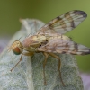 Banded Burdock Fly - Terellia tussilaginis ♂ | Fotografijos autorius : Žilvinas Pūtys | © Macronature.eu | Macro photography web site