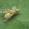 Banded Burdock Fly - Terellia tussilaginis | Fotografijos autorius : Gintautas Steiblys | © Macronature.eu | Macro photography web site