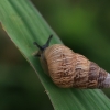 Banded Conical snail - Cochlicella barbara | Fotografijos autorius : Gintautas Steiblys | © Macronature.eu | Macro photography web site