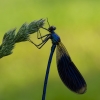 Banded Demoiselle | Calopteryx splendens | Fotografijos autorius : Darius Baužys | © Macrogamta.lt | Šis tinklapis priklauso bendruomenei kuri domisi makro fotografija ir fotografuoja gyvąjį makro pasaulį.