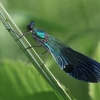 Blizgančioji gražutė - Calopteryx splendens | Fotografijos autorius : Agnė Našlėnienė | © Macronature.eu | Macro photography web site