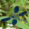 Banded Demoiselle - Calopteryx splendens | Fotografijos autorius : Vidas Brazauskas | © Macronature.eu | Macro photography web site