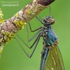 Banded Demoiselle - Calopteryx splendens | Fotografijos autorius : Darius Baužys | © Macronature.eu | Macro photography web site