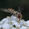 Žiedmusė - Meliscaeva cinctella ♀ | Fotografijos autorius : Žilvinas Pūtys | © Macronature.eu | Macro photography web site