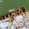 Banded Thintail - Meliscaeva cinctella | Fotografijos autorius : Arūnas Eismantas | © Macronature.eu | Macro photography web site