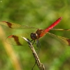 Banded darter - Sympetrum pedemontanum | Fotografijos autorius : Vidas Brazauskas | © Macronature.eu | Macro photography web site