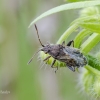 Ryškiapilvė kampuotblakė | Stictopleurus punctatonervosus | Fotografijos autorius : Darius Baužys | © Macronature.eu | Macro photography web site