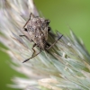 Ryškiapilvės kampuotblakės nimfa - Stictopleurus punctatonervosus | Fotografijos autorius : Darius Baužys | © Macronature.eu | Macro photography web site