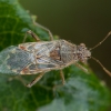 Ryškiapilvė kampuotblakė - Stictopleurus punctatonervosus | Fotografijos autorius : Žilvinas Pūtys | © Macronature.eu | Macro photography web site