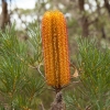 Banksija - Banksia spinulosa | Fotografijos autorius : Žilvinas Pūtys | © Macrogamta.lt | Šis tinklapis priklauso bendruomenei kuri domisi makro fotografija ir fotografuoja gyvąjį makro pasaulį.