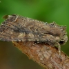 Barkūninis pelėdgalvis - Lacanobia suasa | Fotografijos autorius : Romas Ferenca | © Macrogamta.lt | Šis tinklapis priklauso bendruomenei kuri domisi makro fotografija ir fotografuoja gyvąjį makro pasaulį.
