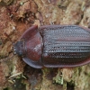 Bark-gnawing beetle - Peltis ferruginea  | Fotografijos autorius : Gintautas Steiblys | © Macronature.eu | Macro photography web site