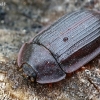 Bark-gnawing beetle - Peltis ferruginea | Fotografijos autorius : Gintautas Steiblys | © Macronature.eu | Macro photography web site