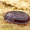 Bark-gnawing beetle - Peltis ferruginea | Fotografijos autorius : Romas Ferenca | © Macronature.eu | Macro photography web site