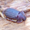 Bark-gnawing beetle - Peltis ferruginea | Fotografijos autorius : Romas Ferenca | © Macronature.eu | Macro photography web site