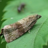 Barred marble - Celypha striana | Fotografijos autorius : Vidas Brazauskas | © Macronature.eu | Macro photography web site