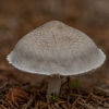 Baltikas - Tricholoma sp. | Fotografijos autorius : Žilvinas Pūtys | © Macrogamta.lt | Šis tinklapis priklauso bendruomenei kuri domisi makro fotografija ir fotografuoja gyvąjį makro pasaulį.