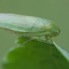 Cicadelė - Batracomorphus allionii | Fotografijos autorius : Gintautas Steiblys | © Macrogamta.lt | Šis tinklapis priklauso bendruomenei kuri domisi makro fotografija ir fotografuoja gyvąjį makro pasaulį.