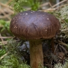 Bay Bolete - Imleria badia | Fotografijos autorius : Žilvinas Pūtys | © Macronature.eu | Macro photography web site