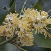 Bay laurel - Laurus nobilis | Fotografijos autorius : Žilvinas Pūtys | © Macronature.eu | Macro photography web site