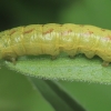 Įžambiajuostis pelėdgalvis - Lacanobia contigua, vikšras | Fotografijos autorius : Gintautas Steiblys | © Macrogamta.lt | Šis tinklapis priklauso bendruomenei kuri domisi makro fotografija ir fotografuoja gyvąjį makro pasaulį.