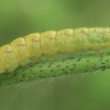 Įžambiajuostis pelėdgalvis - Lacanobia contigua, vikšras | Fotografijos autorius : Gintautas Steiblys | © Macronature.eu | Macro photography web site